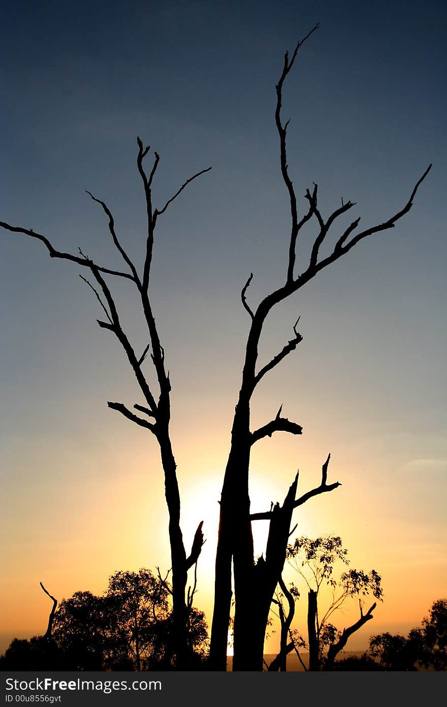 A tree in Silhouette at sunset, in Adelaide, Australia