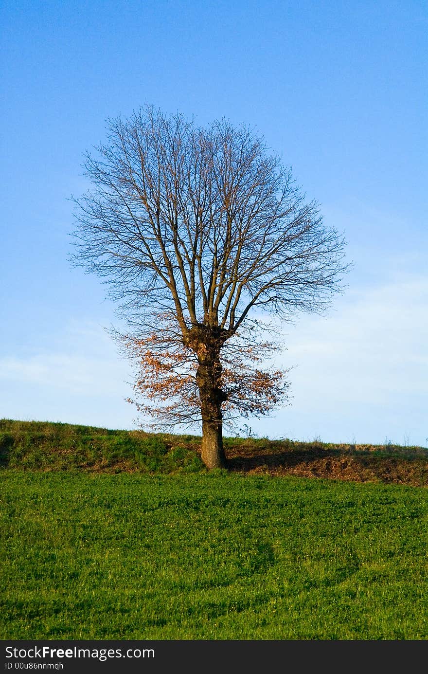 A dry tree on a grassy landscape against the blue sky.