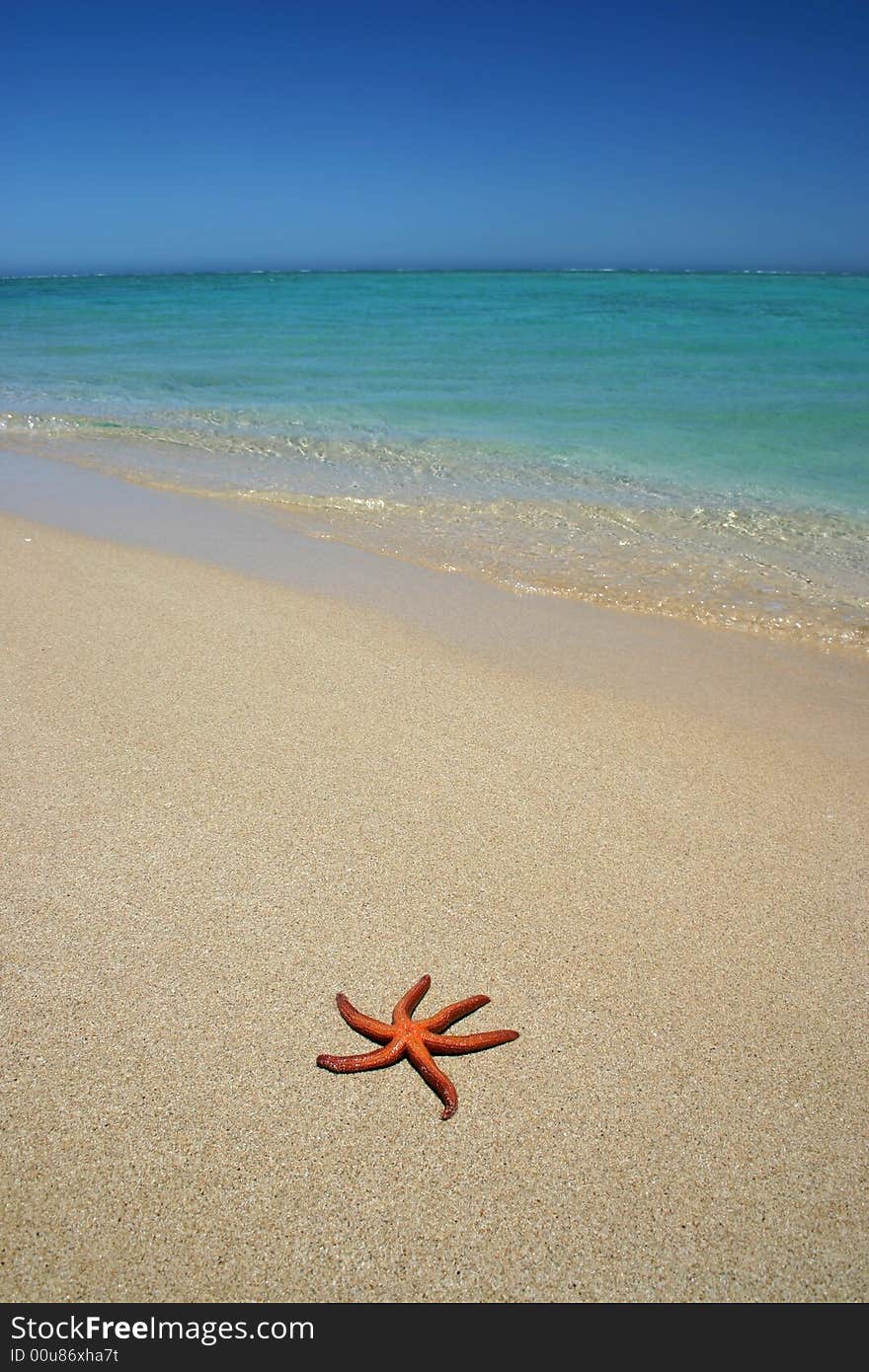 Starfish on the beach