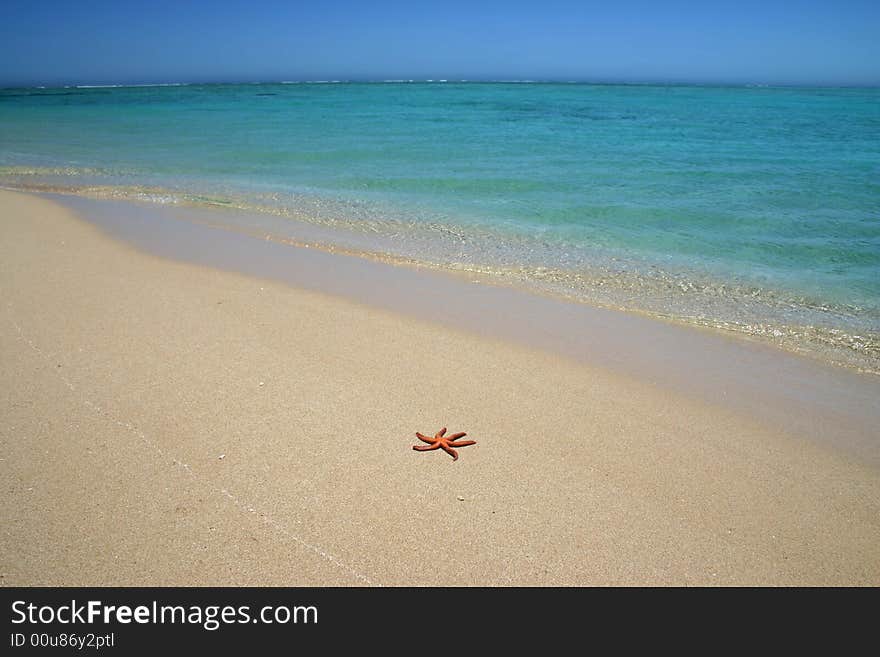 Starfish on the beach