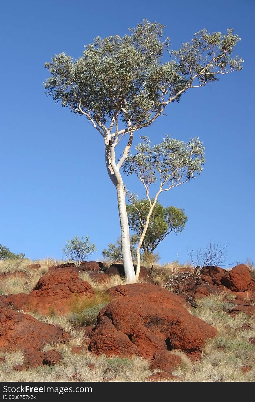 Green treetop on a blue sky. Australia. Green treetop on a blue sky. Australia