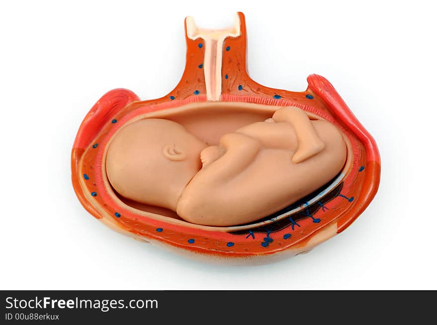 Picture representing the growth from egg to a baby. Picture representing the growth from egg to a baby