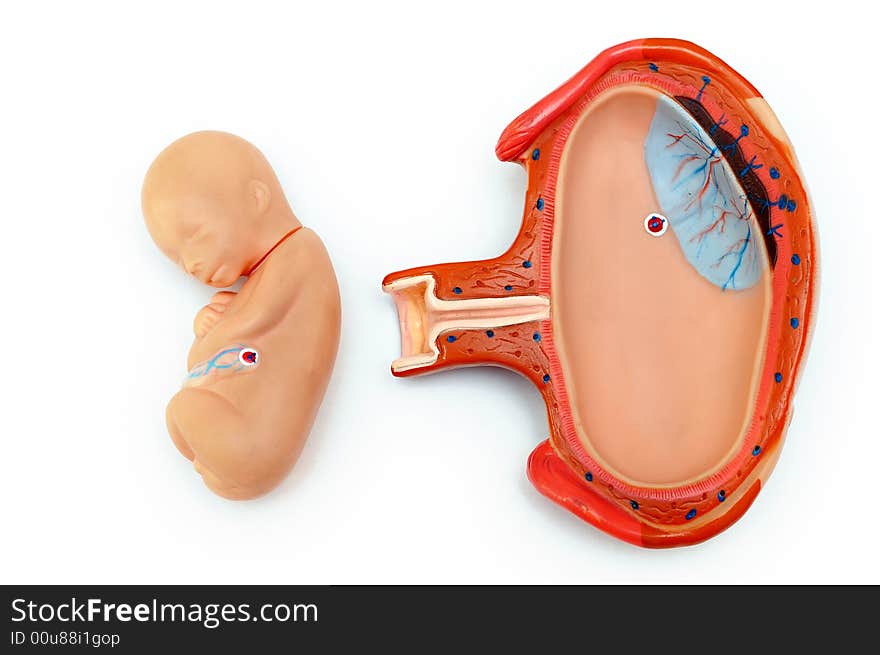 Picture representing the growth from egg to a baby. Picture representing the growth from egg to a baby