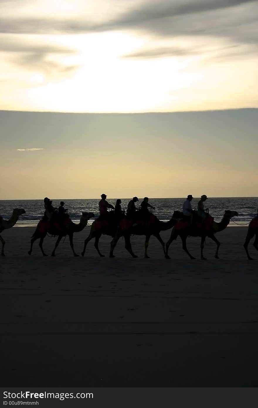 Riding camels on a sandy beach at sunset. Australia.