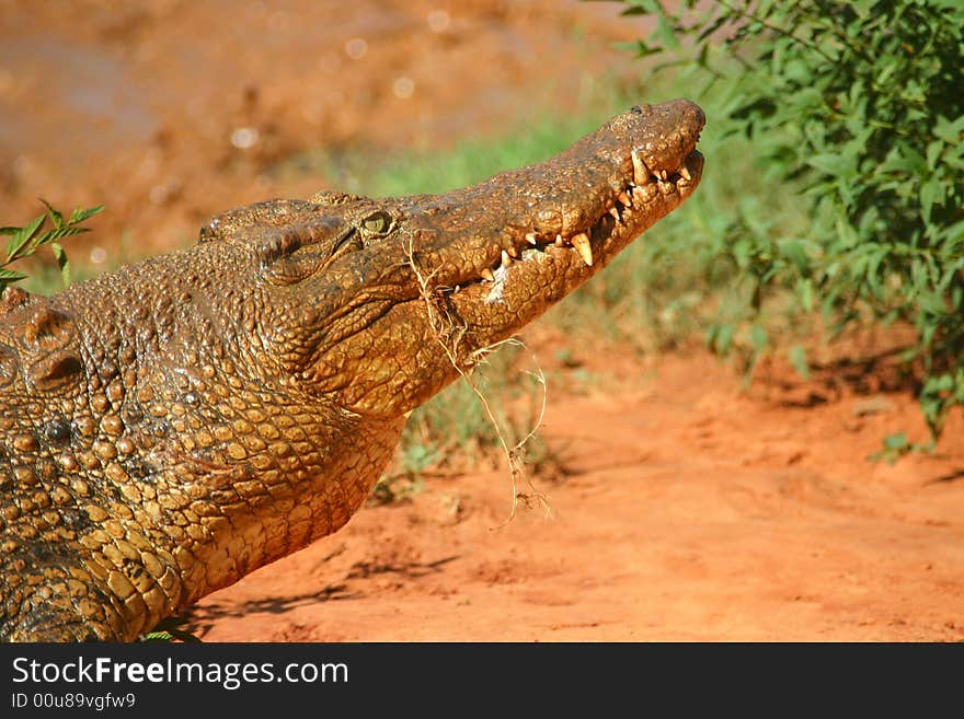 Hungry crocodile