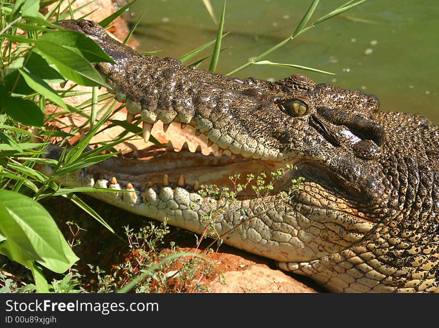 Australian crocodile.