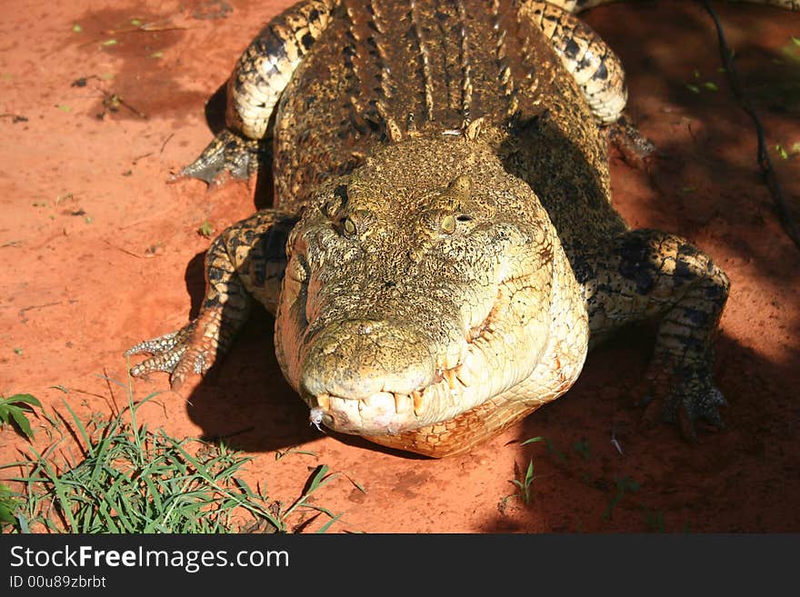 Hungry huge crocodile