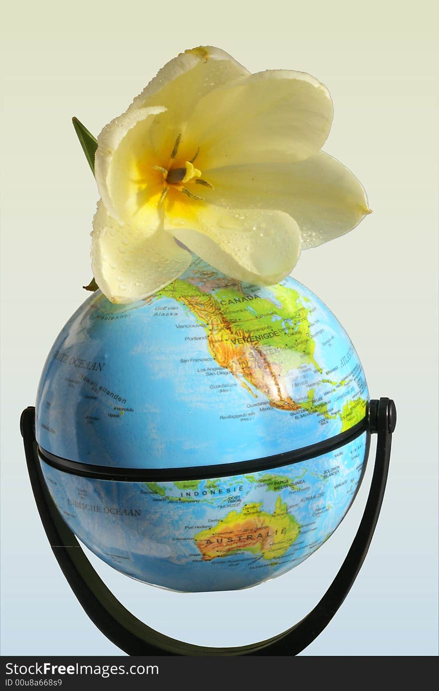 A beautiful white/yellow tulip on a globe is a creative and different way to express Piece on earth. A beautiful white/yellow tulip on a globe is a creative and different way to express Piece on earth.