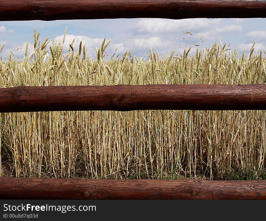 Ripened spikes of wheat field against a clear blue sky. Ripened spikes of wheat field against a clear blue sky