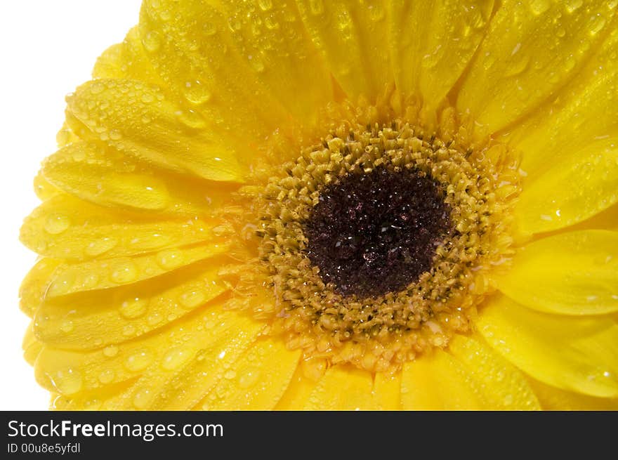 Yellow gerber with water drops close up. Yellow gerber with water drops close up.