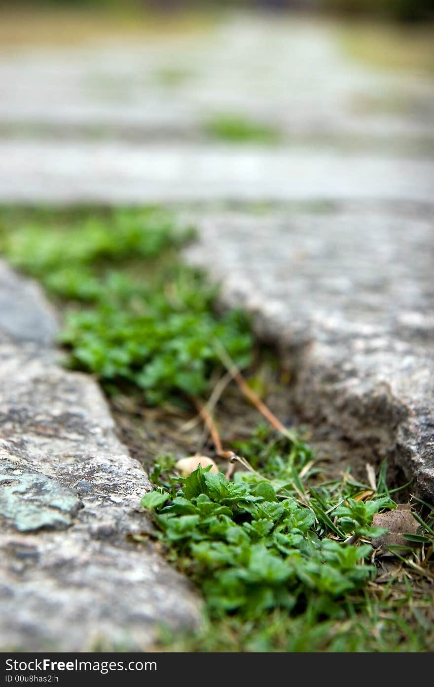 Green plants on the stone path