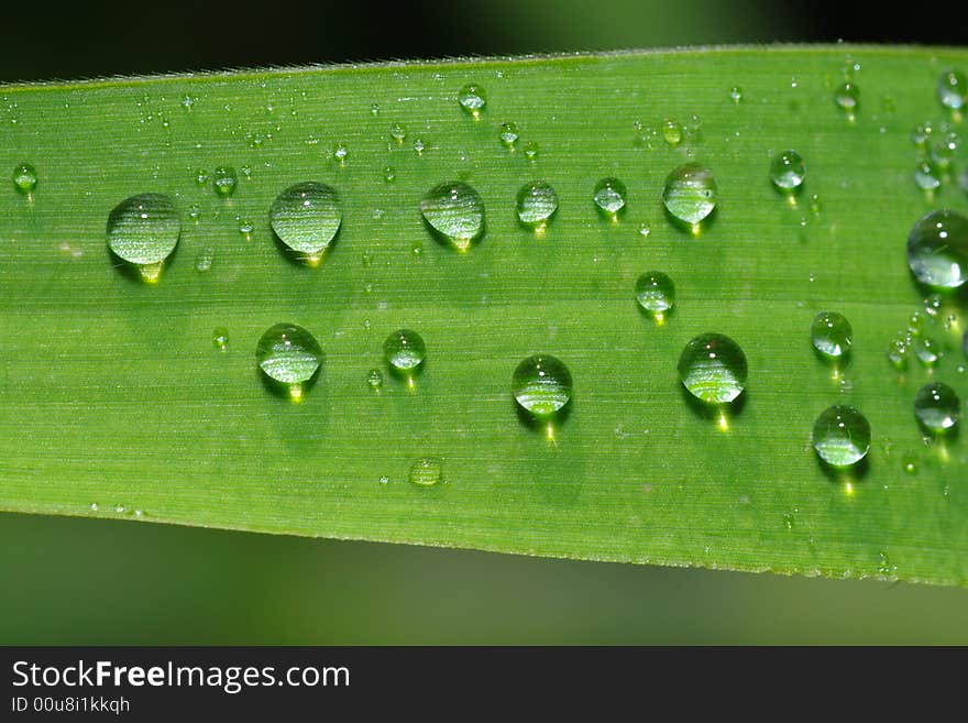 Water droplets lining up neatly on a grass leaf. Water droplets lining up neatly on a grass leaf