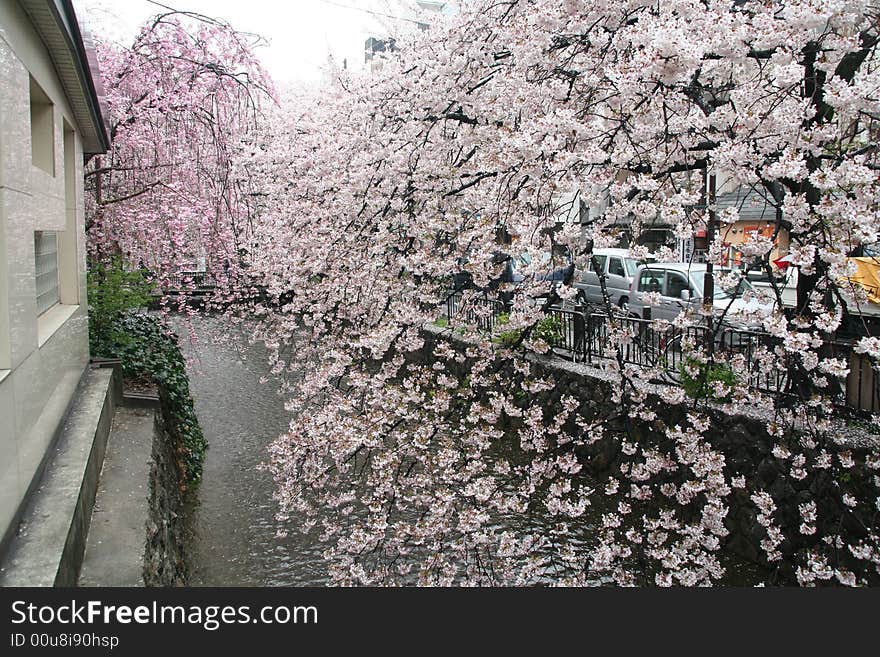 Kyoto Cherry And River