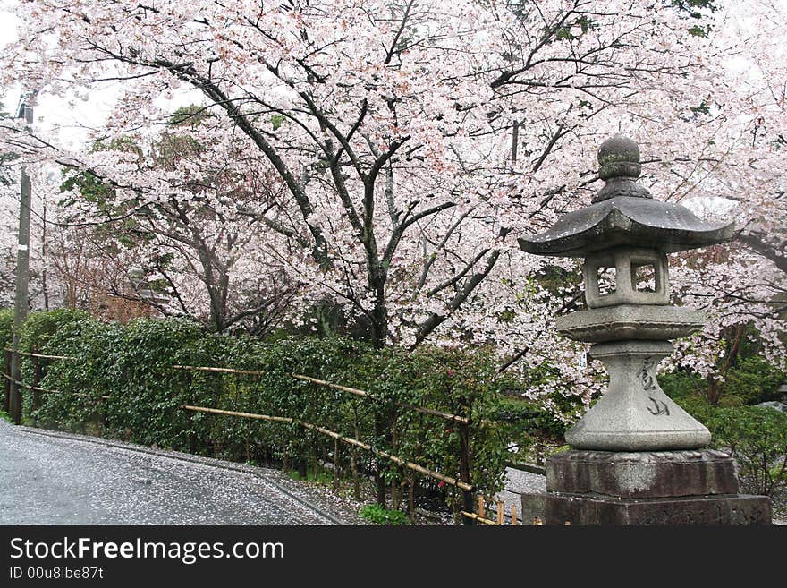 Cherry tree and temple