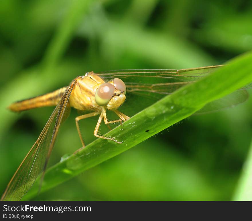 A dragon fly perched on a leaf. A dragon fly perched on a leaf