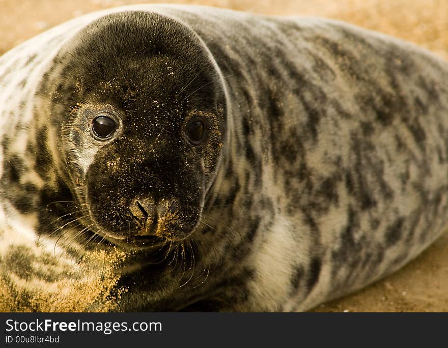 A baby seal taken at Donna Nook, in Lincolnshire at birthing time