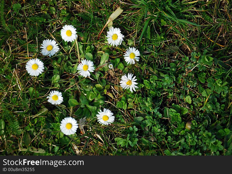 Heart made with flowers on green floor. Heart made with flowers on green floor