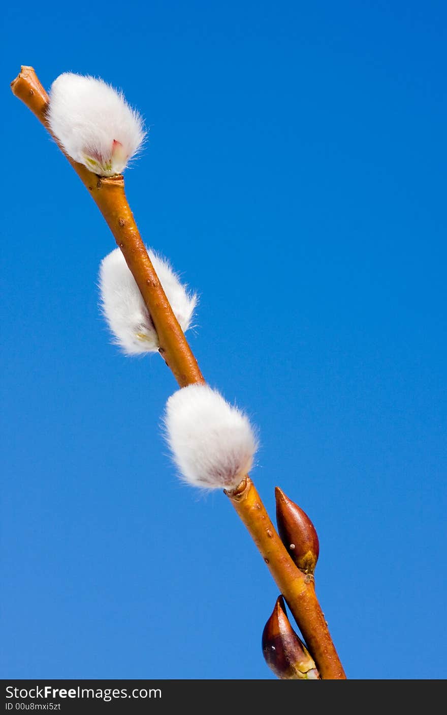 Willow close up in spring on sky background