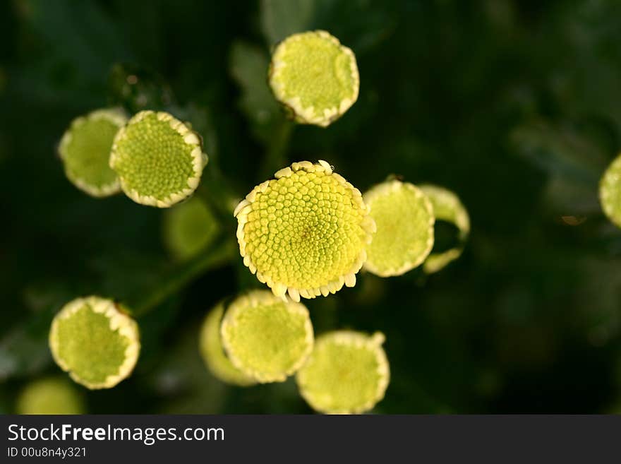 Chrysanthemum will bloom