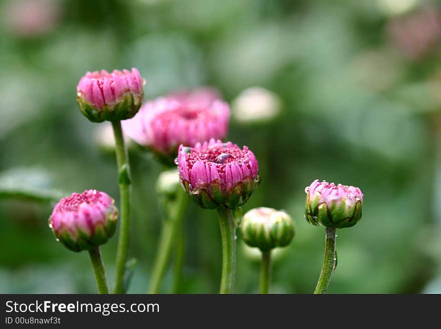 Red Chrysanthemum with some bud , will bloom. Red Chrysanthemum with some bud , will bloom