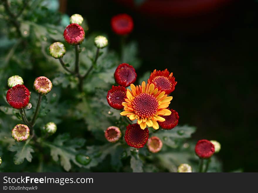 Red Chrysanthemum with some bud , will bloom. Red Chrysanthemum with some bud , will bloom