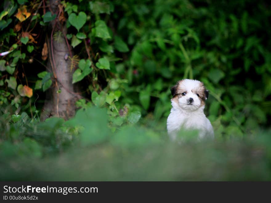 A baby dog in garden. A baby dog in garden