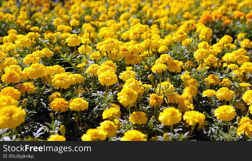 Flower-bad with many yellow flowers