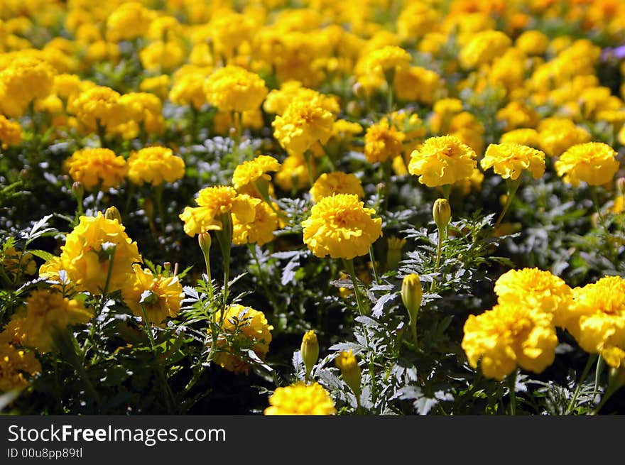 Flower-bad with many yellow flowers