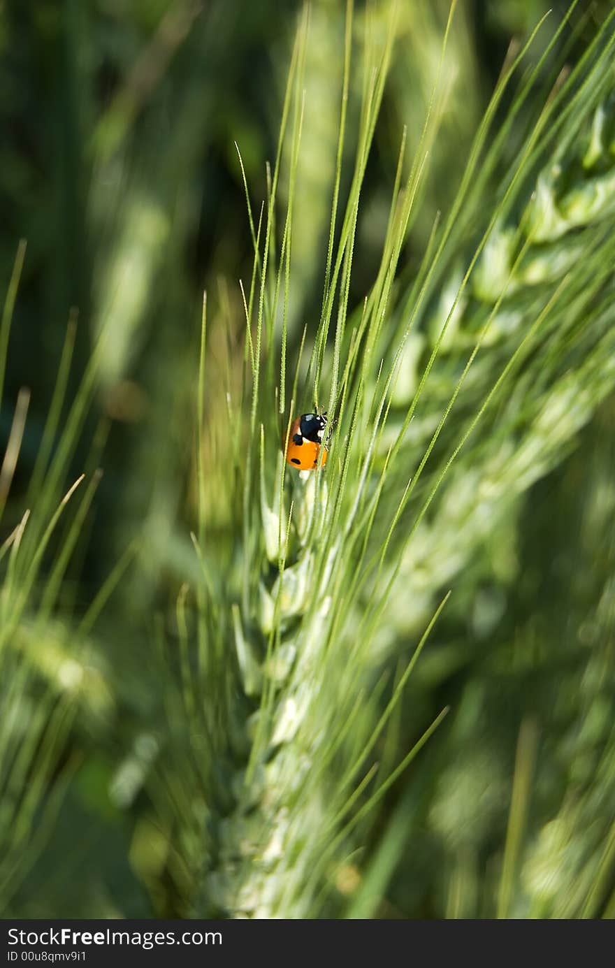 Lady bug on cultural wheat