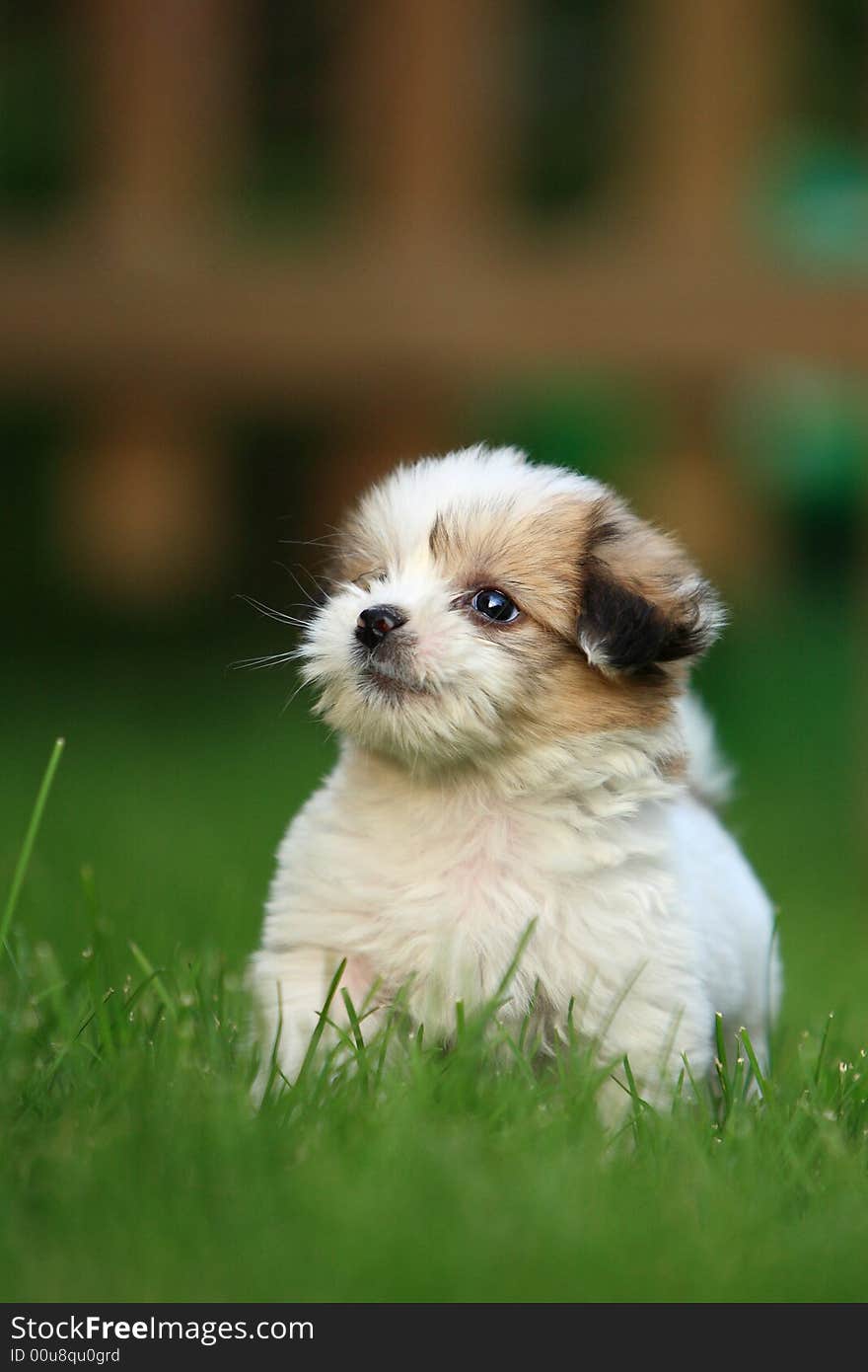 A baby dog in garden