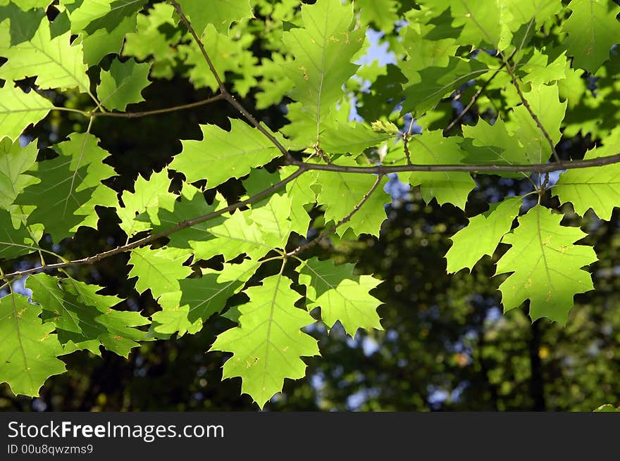 Green fresh leafs in the forest