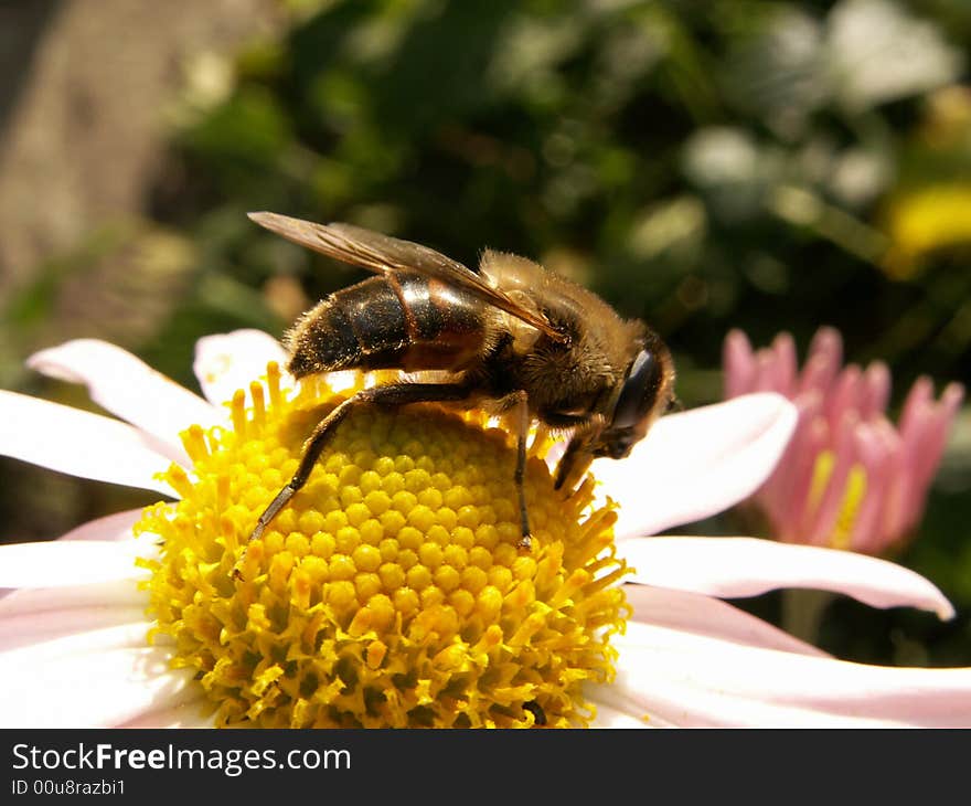 Bee collecting pollen from flower