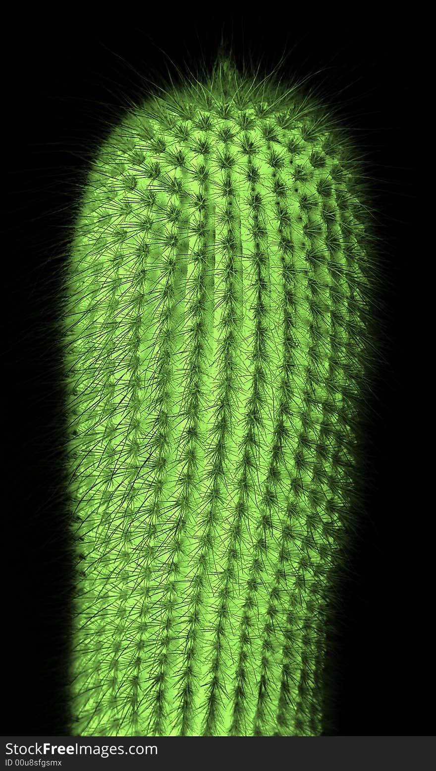 Cactus