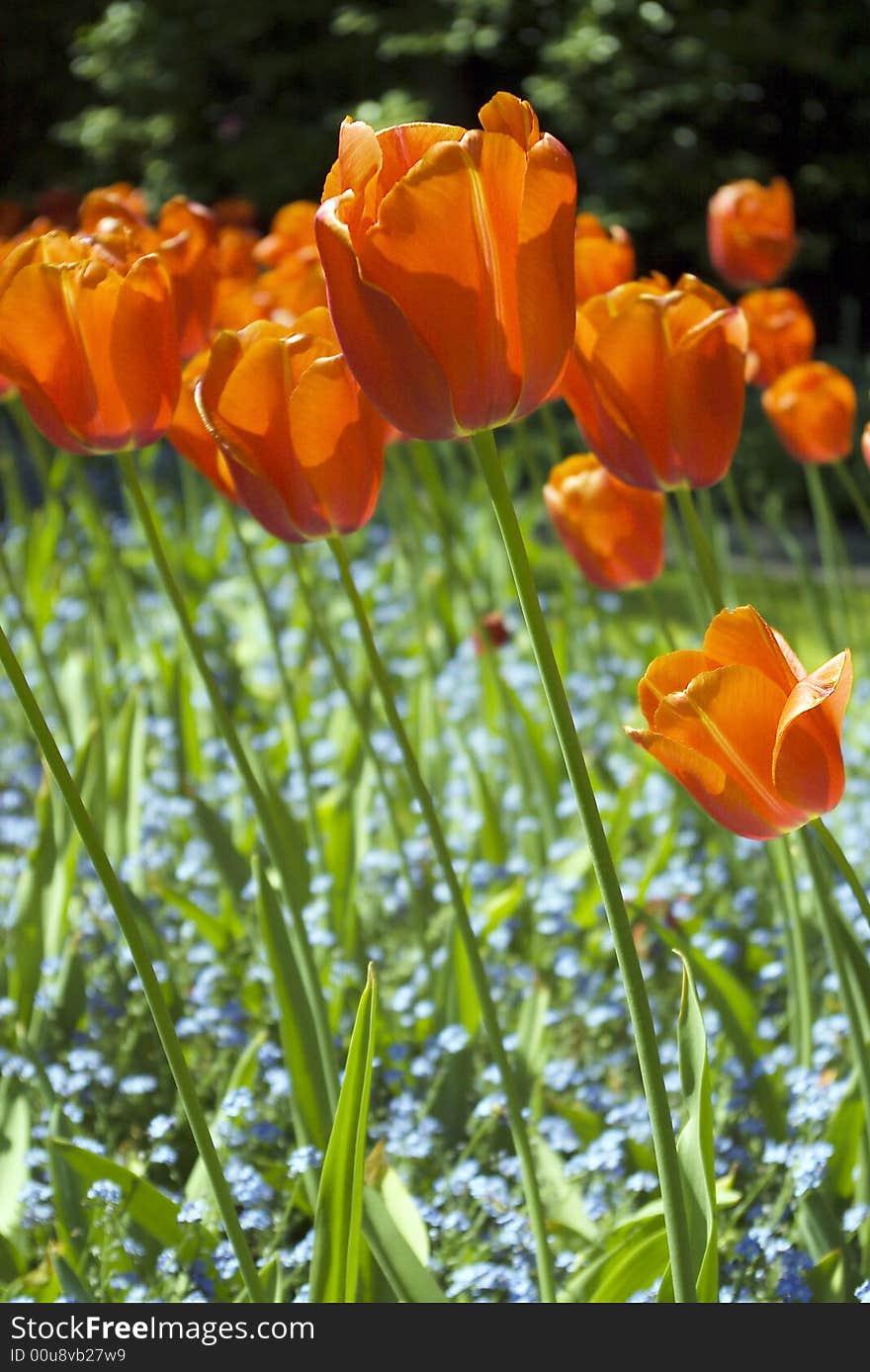 Tulips plant in Holland. Kukenhof Gardens.