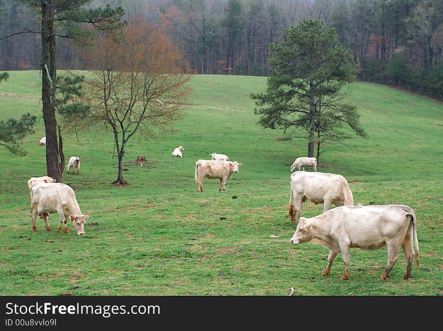 White catlle grazing in a field of early spring grass. White catlle grazing in a field of early spring grass