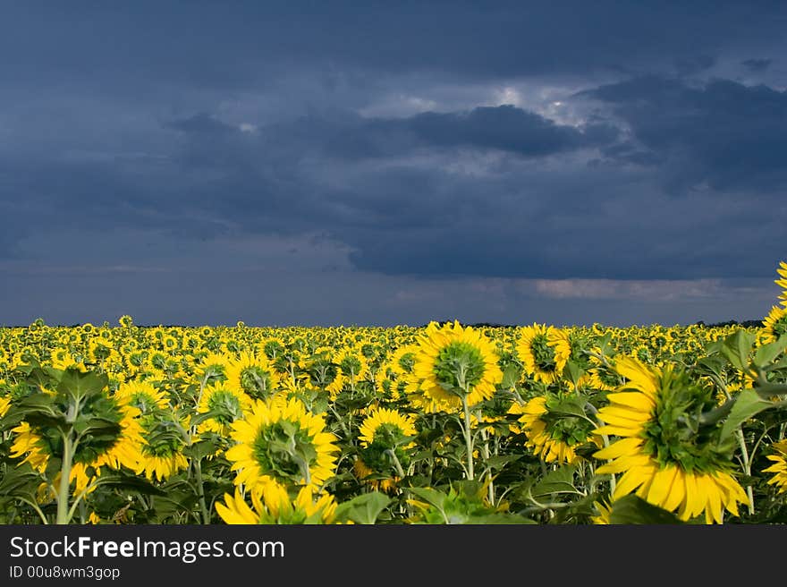 Sunflowers in the clouds