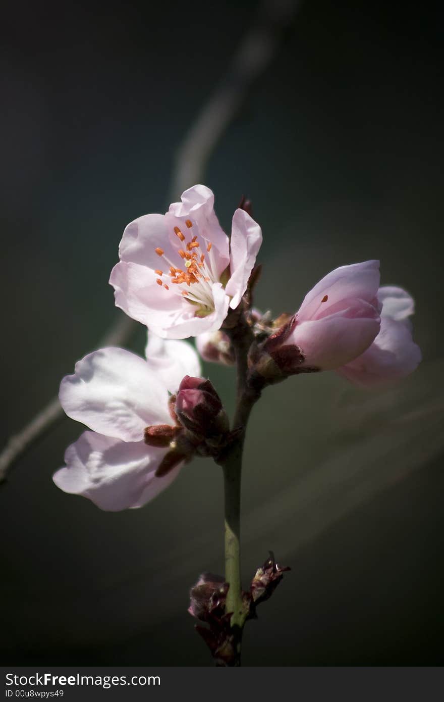 Cherry flower in spring for background