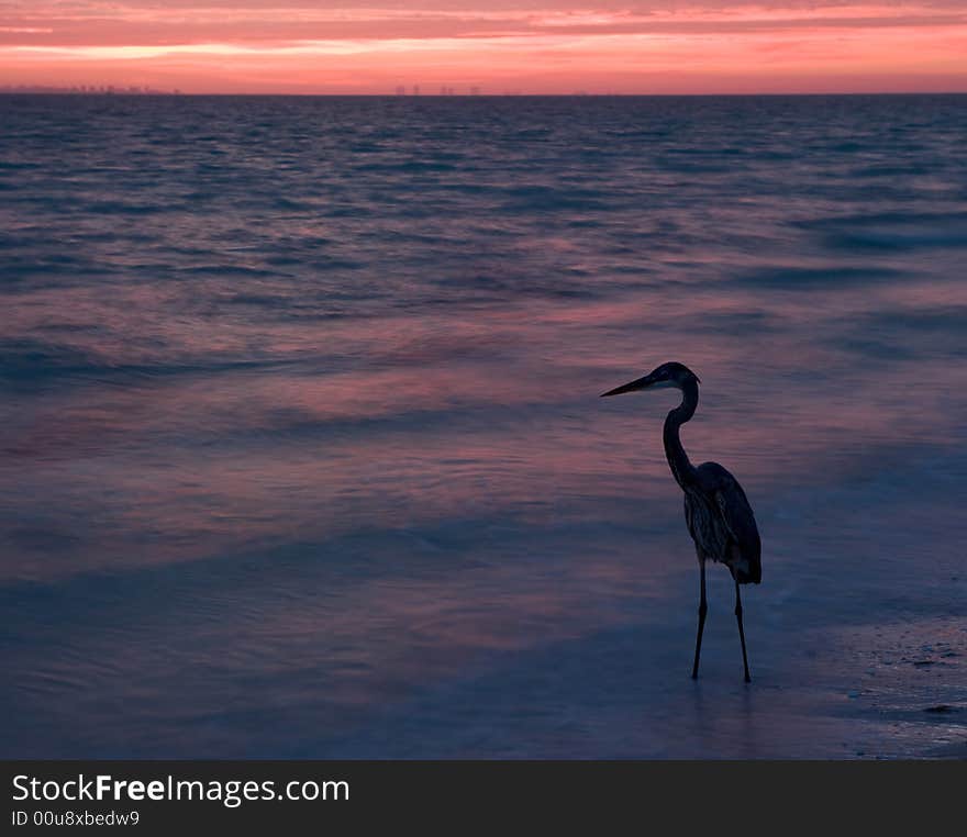 Great Blue Heron Wading In Ocean At Sunrise