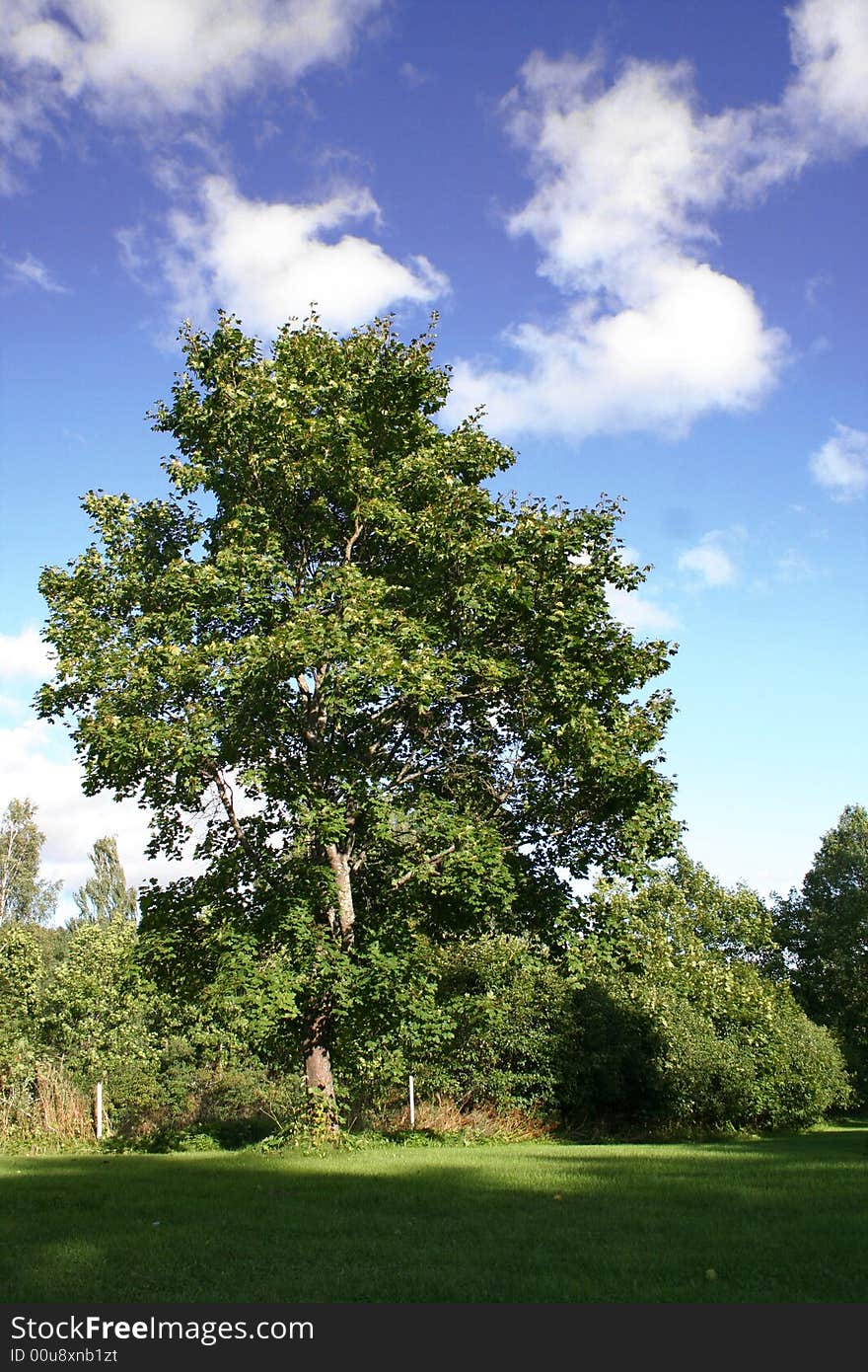 Huge maple tree on grass field