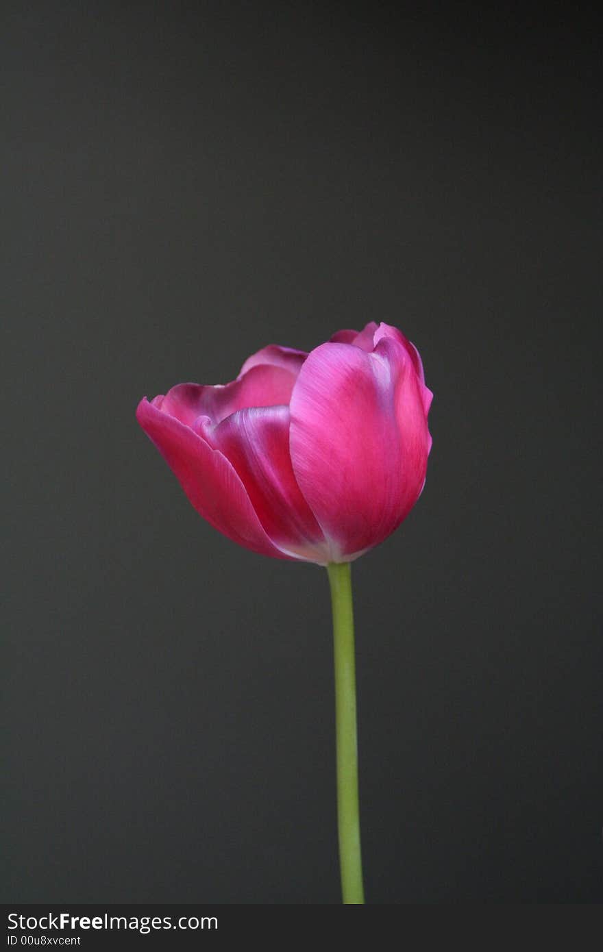 Pink tulip