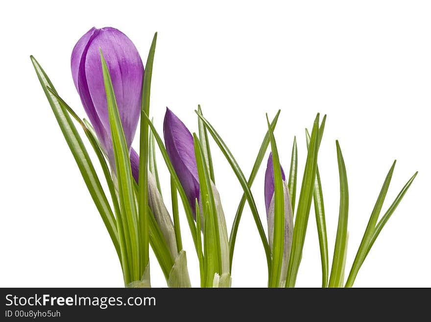 Violet crocuses