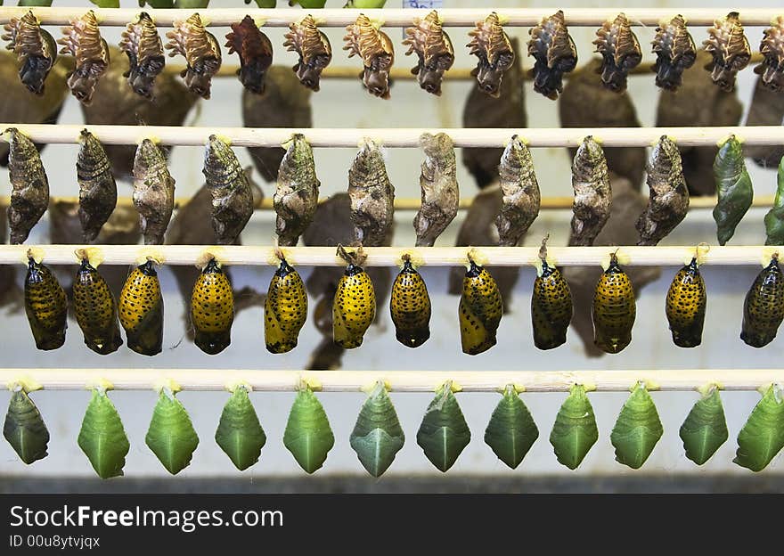 Butterfly Chrysalis in the cocoonery, Papiliorama, Switzerland. Butterfly Chrysalis in the cocoonery, Papiliorama, Switzerland