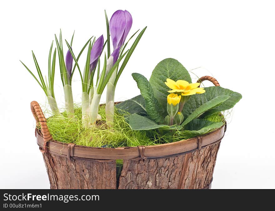 Violet crocuses and yellow primrose in a basket