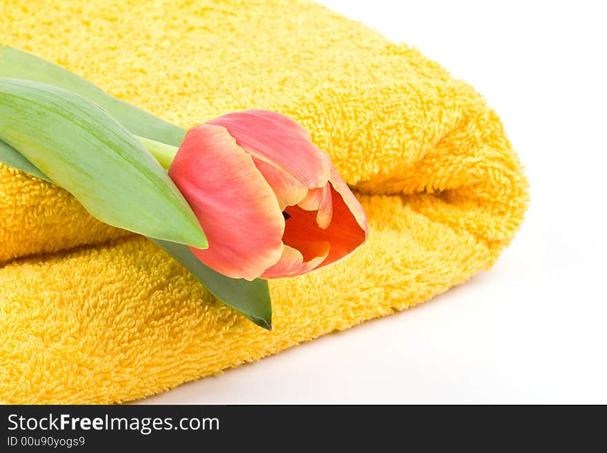 Yellow Towel And Tulip