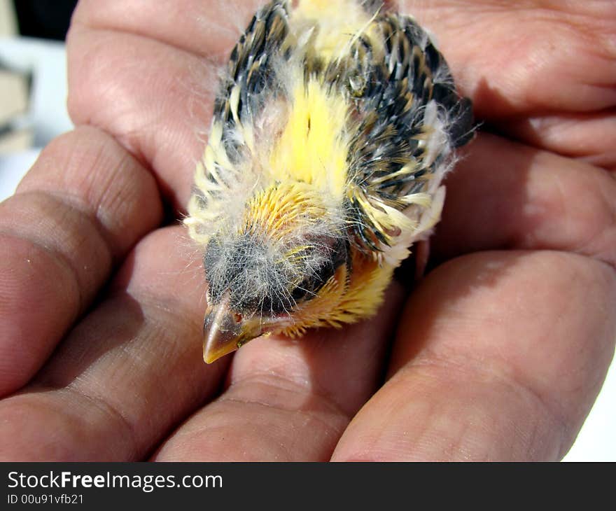 Hand holding young little canary bird with one week old. Hand holding young little canary bird with one week old