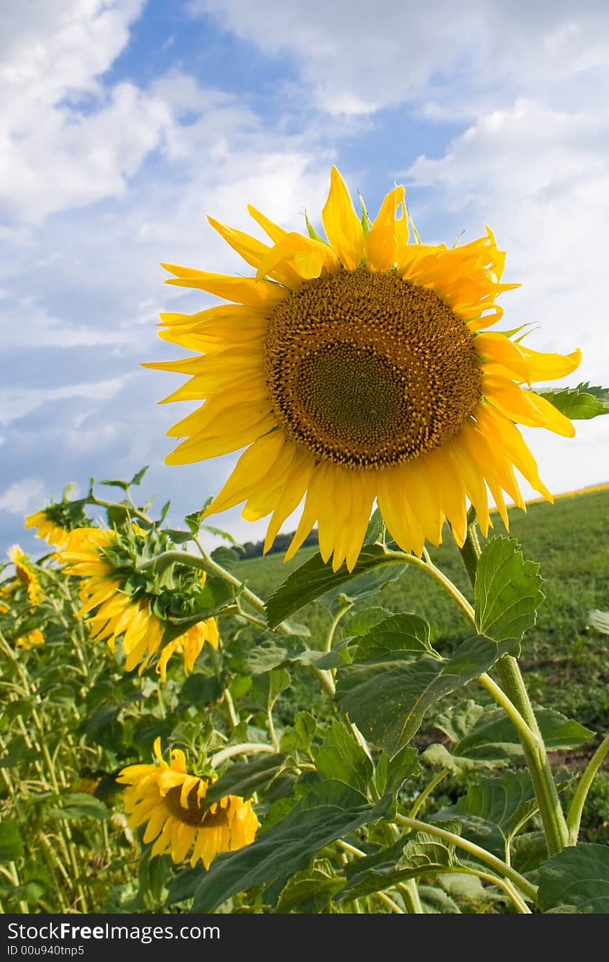 Sunflower