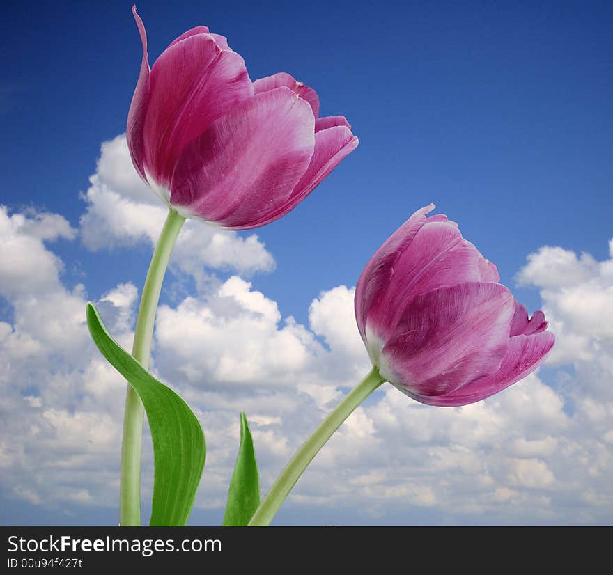 Pair of purple tulips on blue sky background. Pair of purple tulips on blue sky background