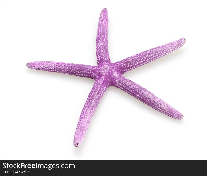 Starfish Purple