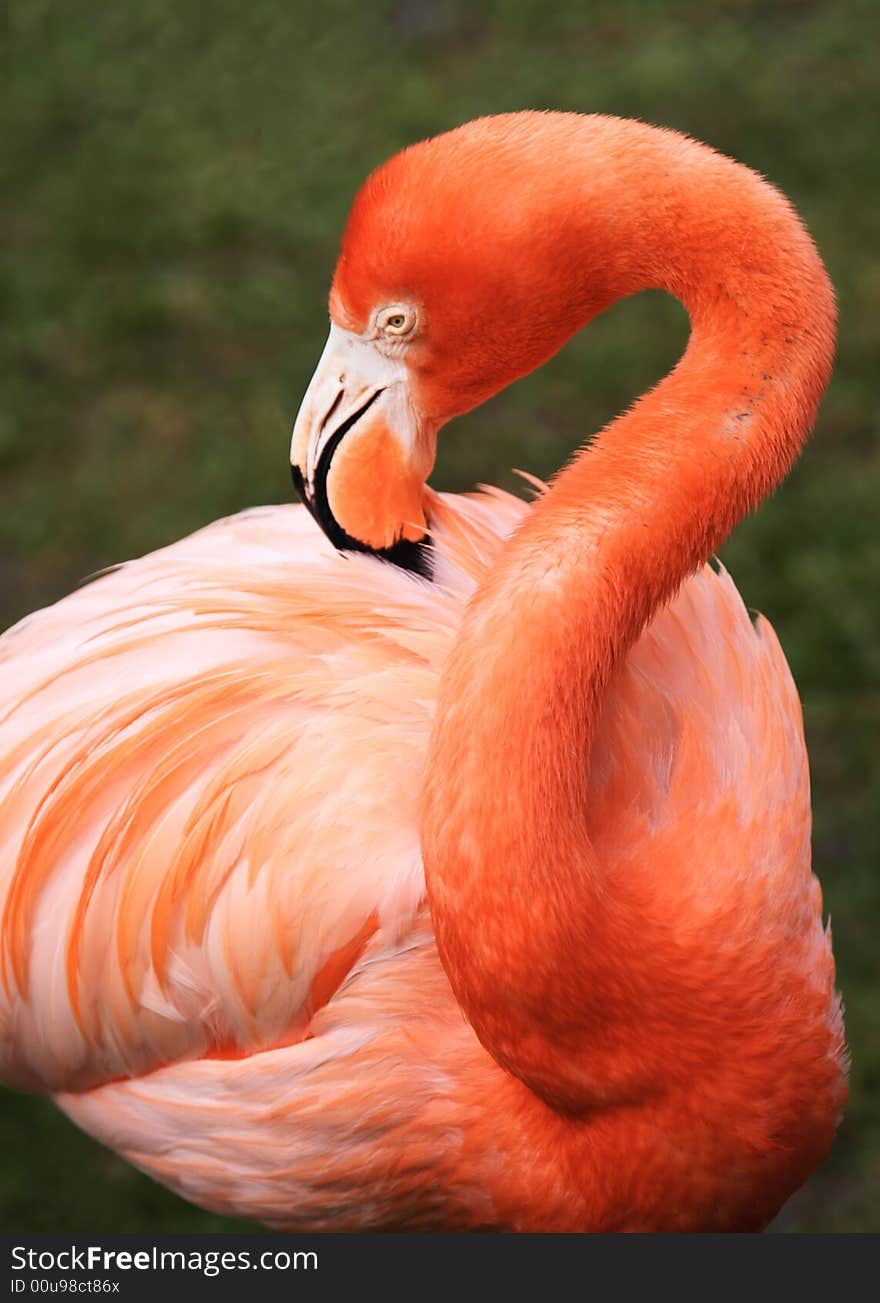 Tropical bird flamingo