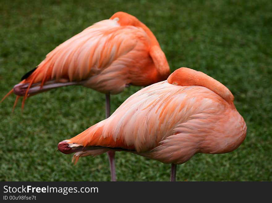 Two flamingos